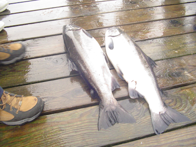 2 cohos on dock in ketchikan