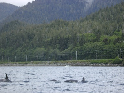 killer whales near mountain point in ketchikan alaska