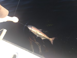 Ketchikan King Salmon Fishing
