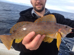 Kelp Greenling - the new Sportfish!